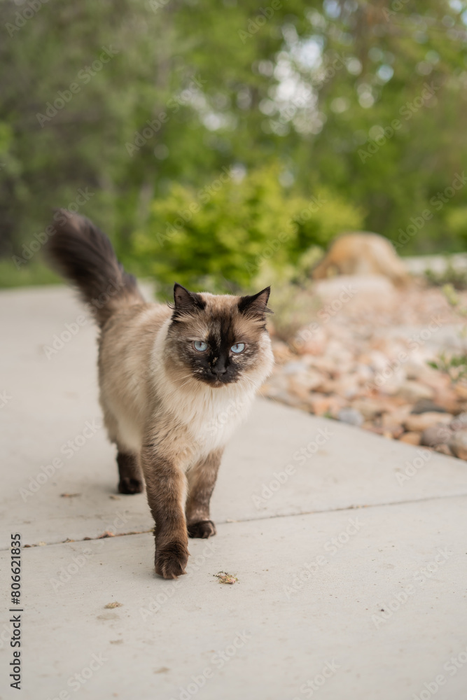 Walking Down Sidewalk Adventure Cat Siamese Ragdoll Out During Springtime Walking Down Sidewalk Adventure Cat Siamese Ragdoll Out During Springtime