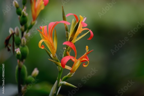 Close up photo of Canna paniculata on green blurry background. Madeira, Portugal.  photo