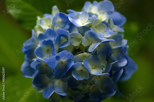 close up of blue flower