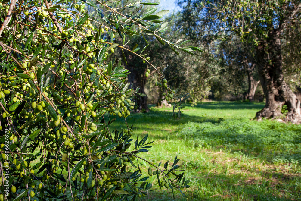 Fototapeta premium Olives on tree branch in olive groove