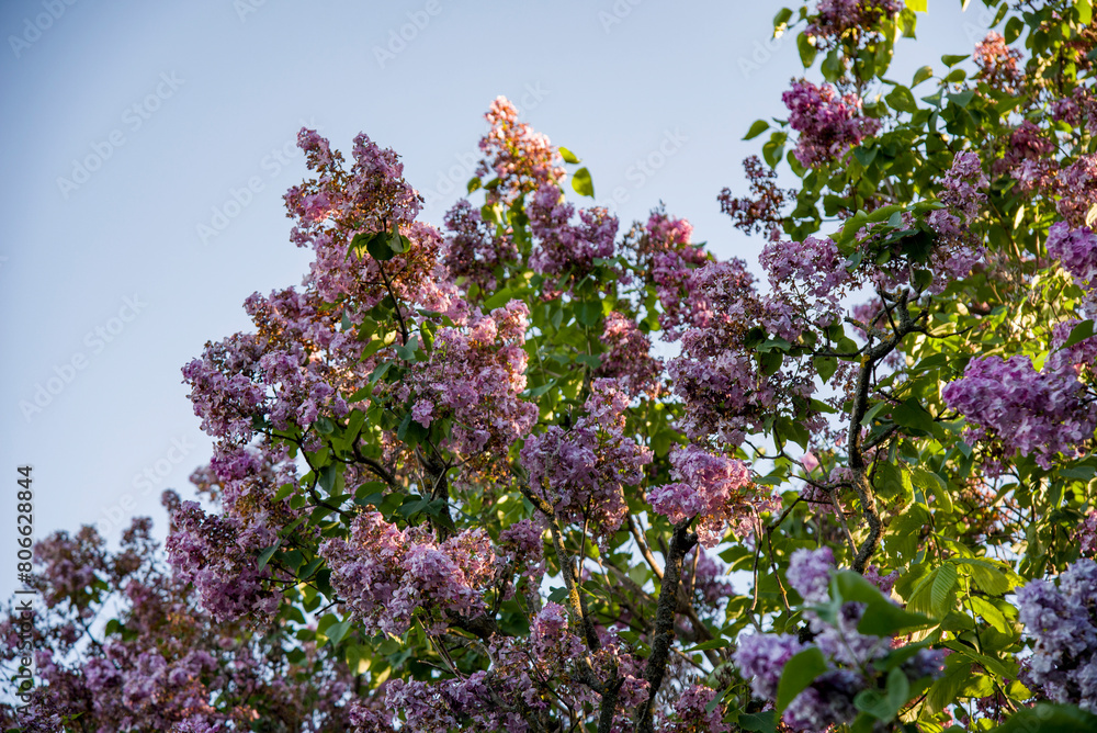 lilac aroma flowers in a botanical garden on sunny spring day