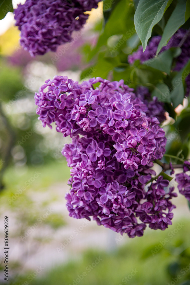 lilac aroma flowers in a botanical garden on sunny spring day lilac aroma flowers in a botanical garden on sunny spring day