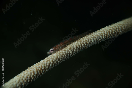 Whip coral goby photo