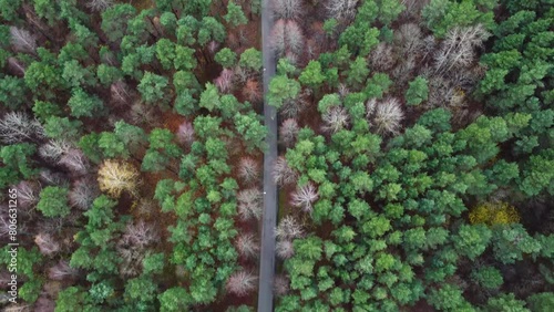 Amazing Green Forrest Aerial Top Down View, Meza parks photo