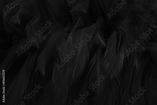 Beautiful black grey bird feathers pattern texture background. photo