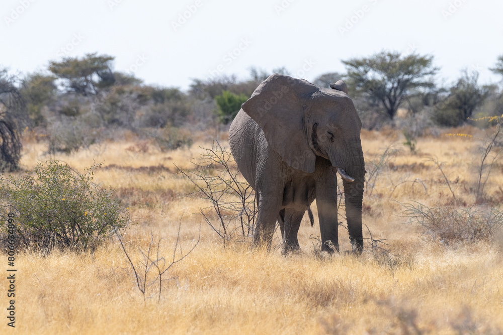 Telephoto shot of one giant African Elephant -Loxodonta Africana- grazing on the plains of Etosha National Park, Namibia.