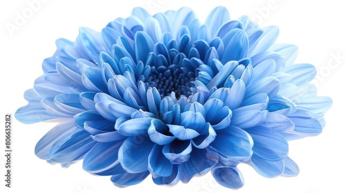 Blue chrysanthemum, Flower on a white isolated background with clipping path, For design, Closeup. Nature,close up of blue aster flower bouquet for floral background,Close up of blue flower 