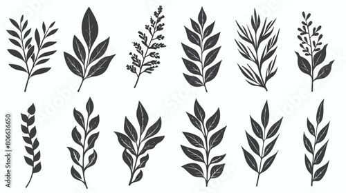 Set of monochrome laurel leafs Vector illustration. vector photo