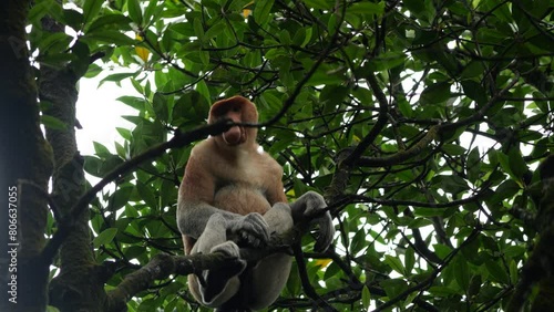 An adult male proboscis monkey (Nasalis larvatus)alpha male is enjoying sitting on a tree. Proboscis monkeys are endemic to the island of Borneo, which are scattered in mangroves, swamps and coastal.	 photo