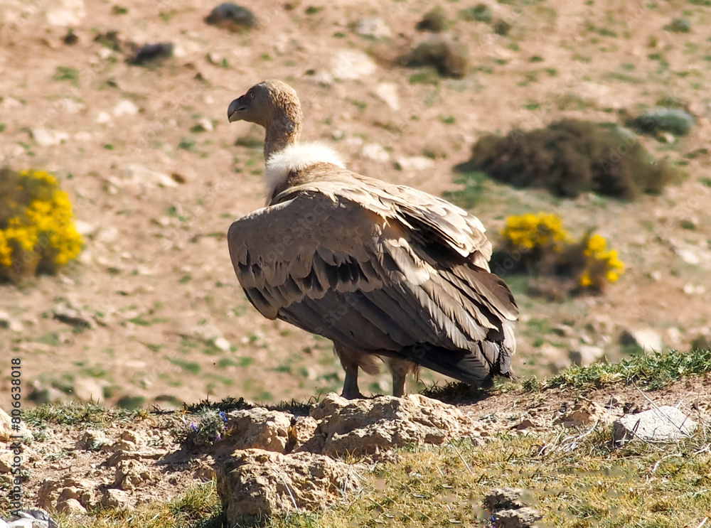 Griffon vulture (Gyps fulvus), perched on the ground. Segovia, Castile and Leon, Spain. Griffon vulture (Gyps fulvus), perched on the ground. Segovia, Castile and Leon, Spain.