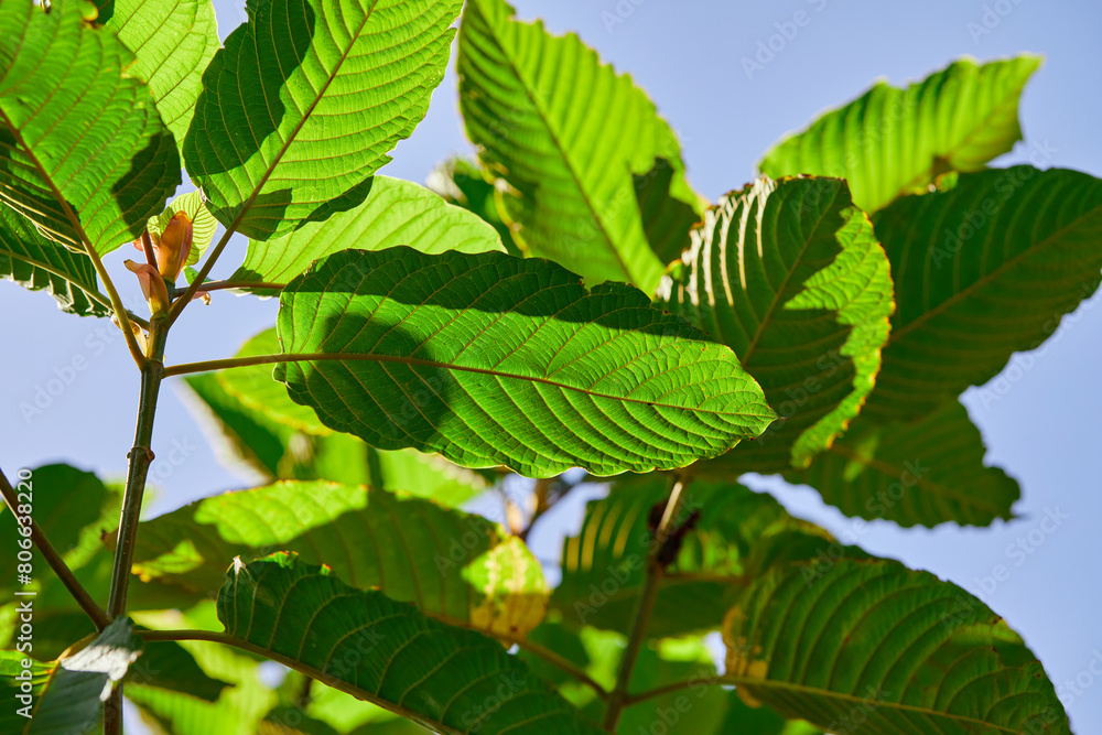Close-up view of mitragyna speciosa or Kratom leaf on field Close-up view of mitragyna speciosa or Kratom leaf on field