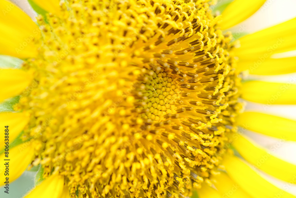 Beautiful sunflowers with sunlight in the garden. Beautiful sunflowers with sunlight in the garden.