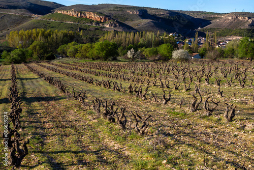 Vineyards of the Ribera del Duero designation of origin shortly before Montejo de la Vega de la Serrezuela. Segovia, Castile and Leon, Spain. photo