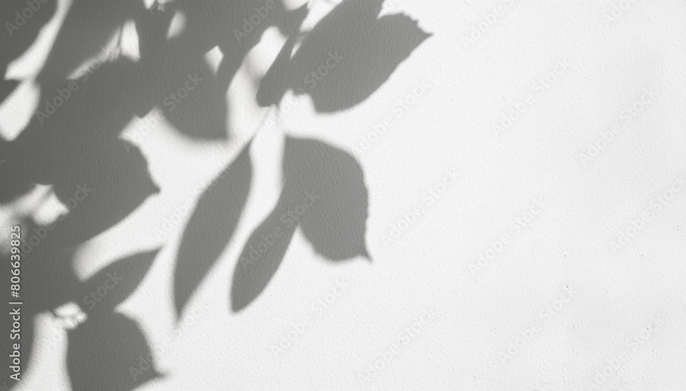 Abstract silhouette shadow white background of natural leaves tree branch falling on wall. Transparent blurry shadow leaf in morning sun light. Abstract silhouette shadow white background of natural leaves tree branch falling on wall. Transparent blurry shadow leaf in morning sun light.