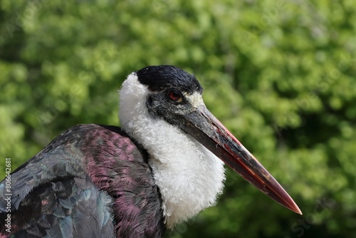 Nice Asian wooly-necked stork portraite