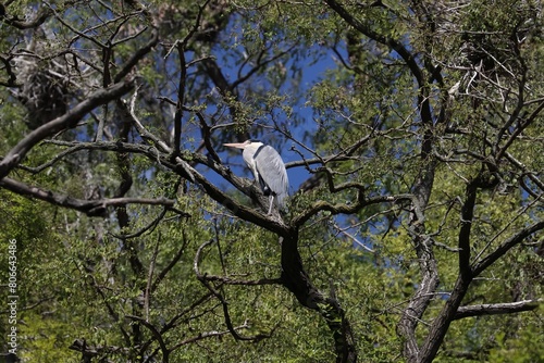 Gray heron sitting at tree