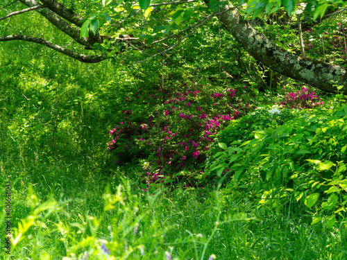Fototapeta Naklejka Na Ścianę i Meble -  新緑の植物に覆われた山に咲くツツジ