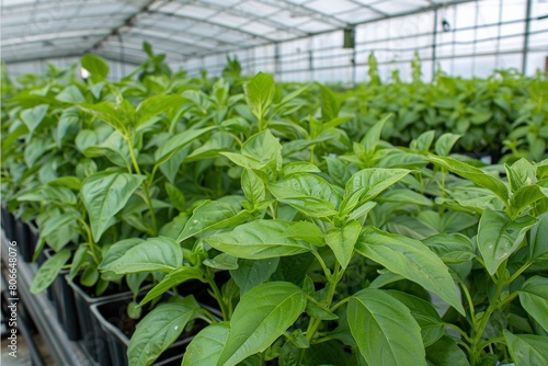 Healthy Basil Plants Growing in a Greenhouse - Agriculture, Culinary Herbs, Sustainable Farming