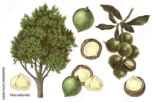 Hand drawn macadamia nuts vector set