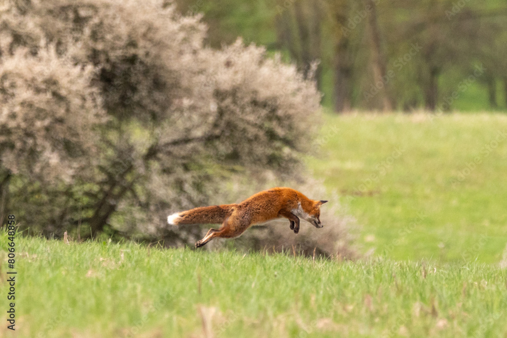 Rotfuchs vor blühendem Busch