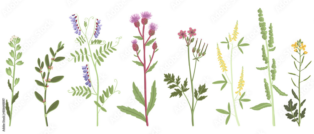 field flowers, vector drawing flowering wild plants at white background, set of floral elements, hand drawn botanical illustration