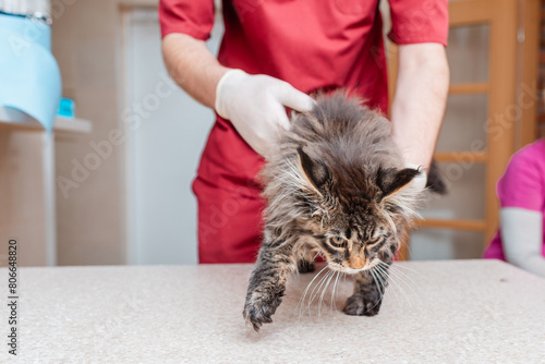 A veterinarian examines the abdomen of a young sick cat at the veterinary clinic.