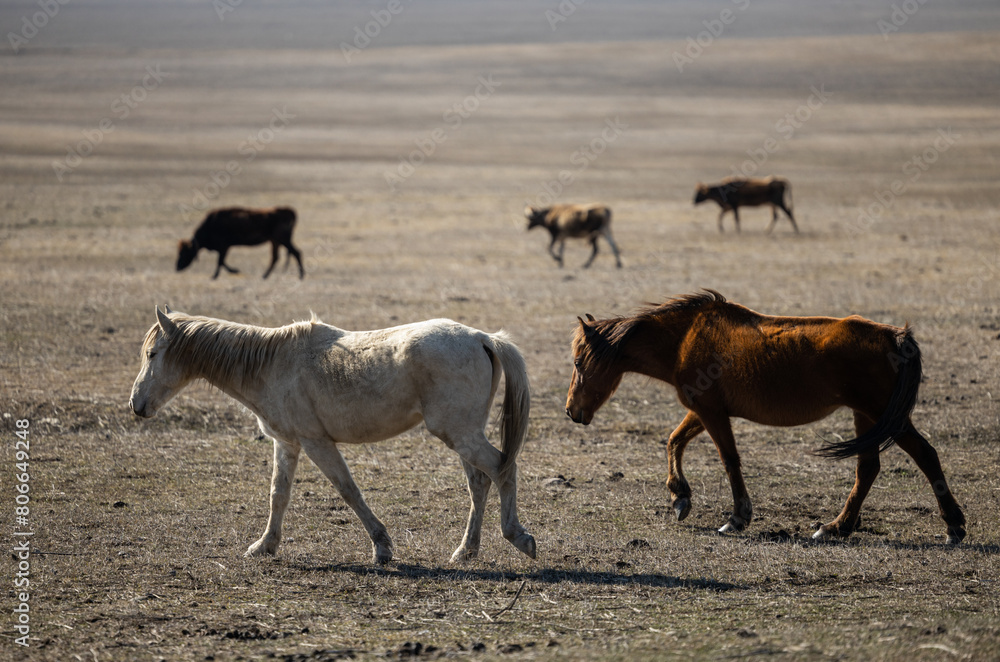 Fototapeta premium Majestic Herd of Horses Gracefully Roaming the Georgian Mountains