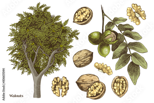 Hand drawn walnuts vector set
