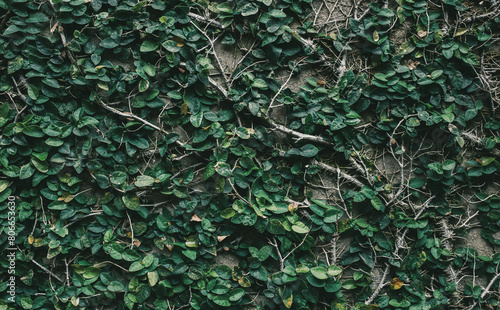 Green leaves Ivy tree creeping on brick wall texture background.