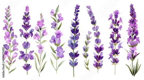 Lavender flowers isolated on white background,Set of blossoming Lavender leaves, Clipping paths, shadows separated, infinite depth of field, Design elements ,Watercolor botanical set