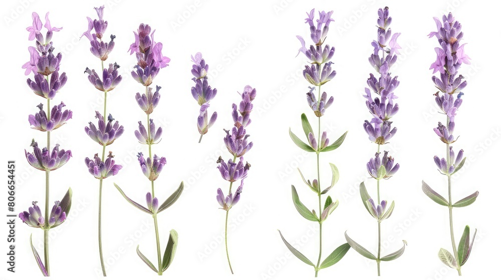 Lavender flowers isolated on white background,Set of blossoming Lavender  leaves, Clipping paths, shadows separated, infinite depth of field, Design elements ,Watercolor botanical set