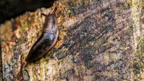 graue Wegschnecke