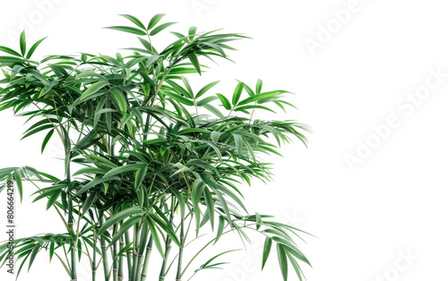 The Bamboo Tree, Bamboo on a White Canvas, Bamboo in Solitude, Bamboo Standing Against a Blank Slate