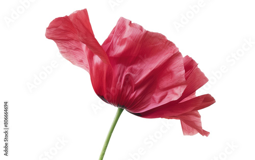 Singular Poppy Blossom Amidst White Background  Delicate Poppy Petal in a Blank White Space