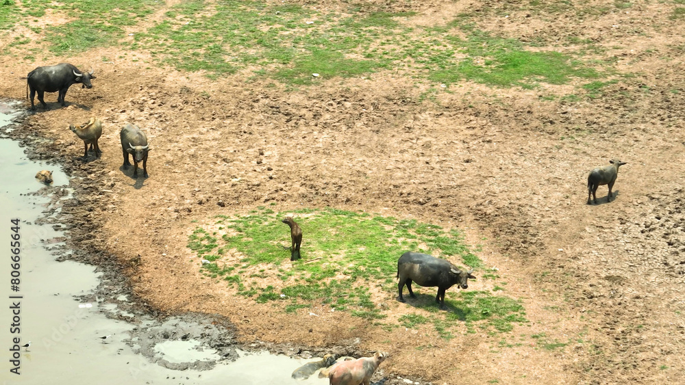 Buffaloes navigate a desolate watering spot, emblematic of the struggle for survival in arid landscapes, underscoring the profound effects of drought on wildlife habitats.
Buffaloes navigate a desolate watering spot, emblematic of the struggle for survival in arid landscapes, underscoring the profound effects of drought on wildlife habitats.