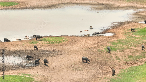 Buffaloes seek refuge in a shallow, muddy pond, a tranquil haven amidst the unforgiving aridity, showcasing nature's resilience amidst harsh environments. 