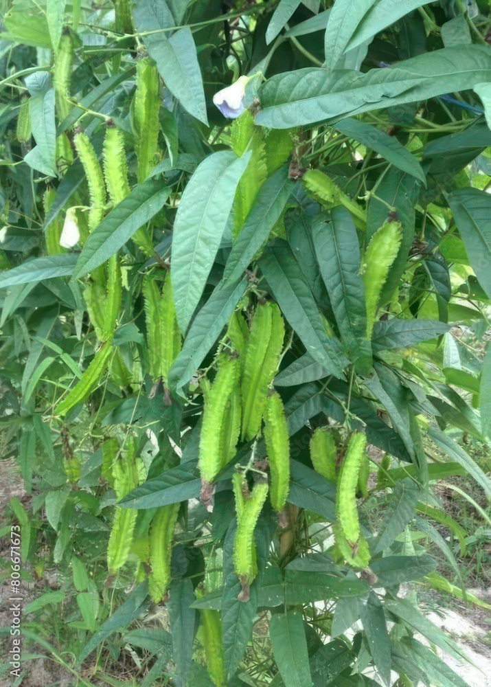 a shot of Asia fruit and vegetable garden a shot of Asia fruit and vegetable garden
