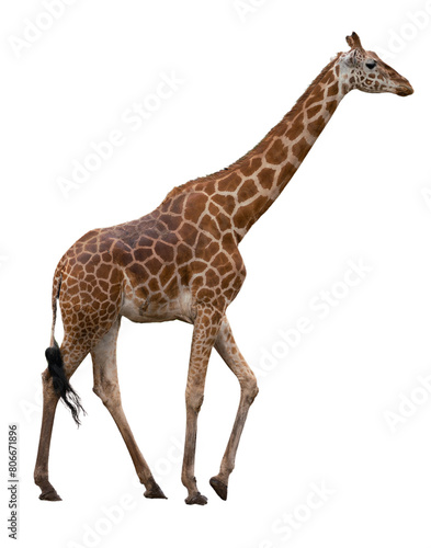 Wildlife at Dubbo Zoo NSW Australia