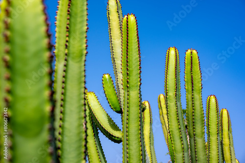 Spain, Canary Islands,Green cacti growing outdoors photo