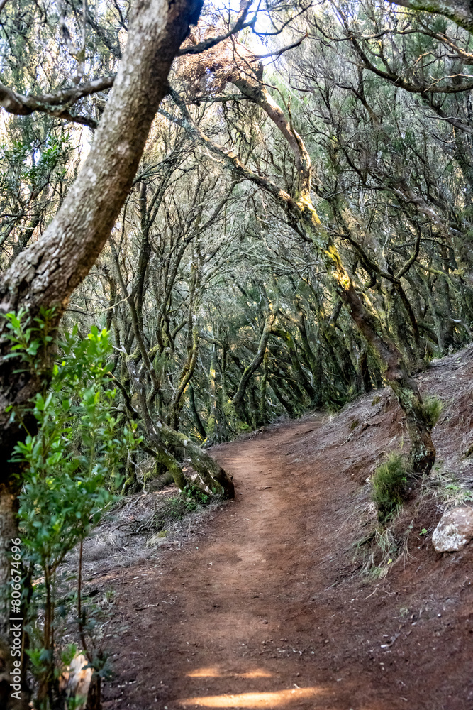 Spain, Canary Islands, Laurel forest in Teno Mountains Spain, Canary Islands, Laurel forest in Teno Mountains