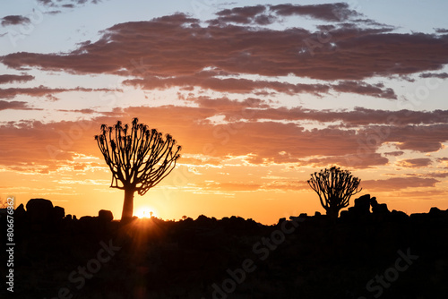 Namibia, Karas, Keetmanshoop,Silhouettes of quiver trees at sunset photo