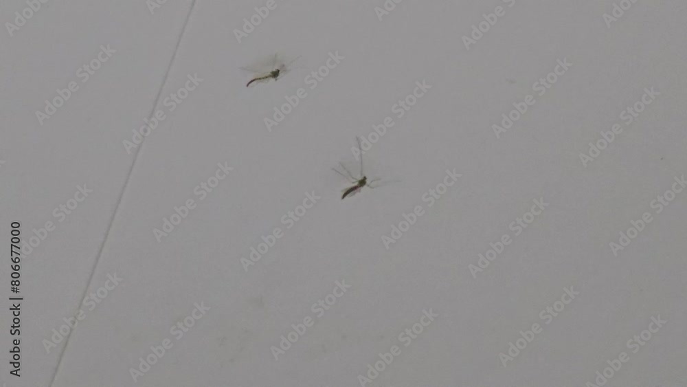 mosquito is flying and it's harmful mosquito is flying and it's harmful