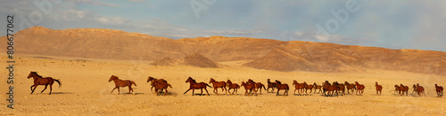 Namibia, Herd of wild horses in Namib Desert photo