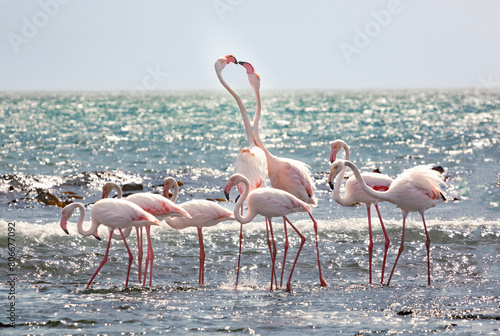 Namibia, Karas, Flamingos (Phoenicopterus Roseus) at coast photo
