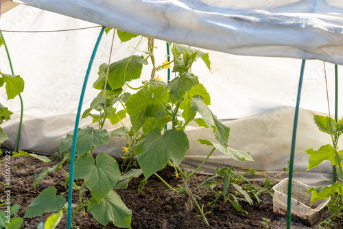 Seedling of cucumber under the covering material. Non-woven covering material for garden beds, greenhouses - spunbond