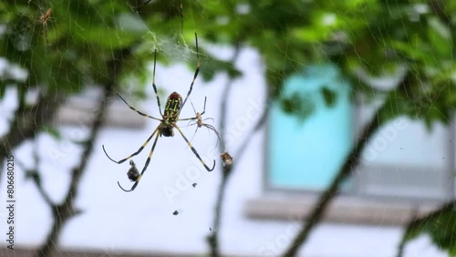 Spider and web in the nature photo