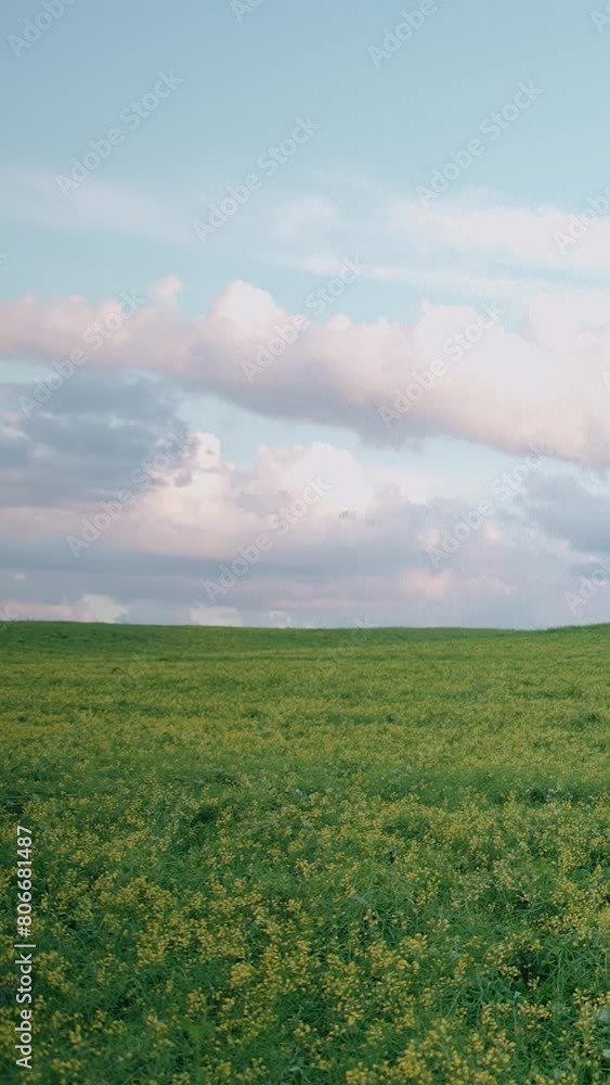 Natural landscape, view of the green fields of rapeseed in the countryside, beautiful sunset sky, modern agriculture, vertical video. Natural landscape, view of the green fields of rapeseed in the countryside, beautiful sunset sky, modern agriculture, vertical video.