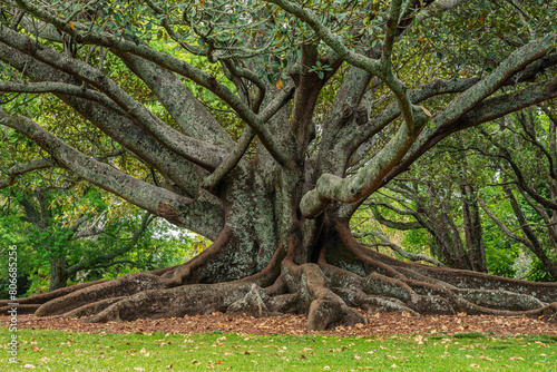New Zealand, North Island, Auckland, Old Moreton Bay fig tree (Ficus macrophylla) in Auckland Domain photo