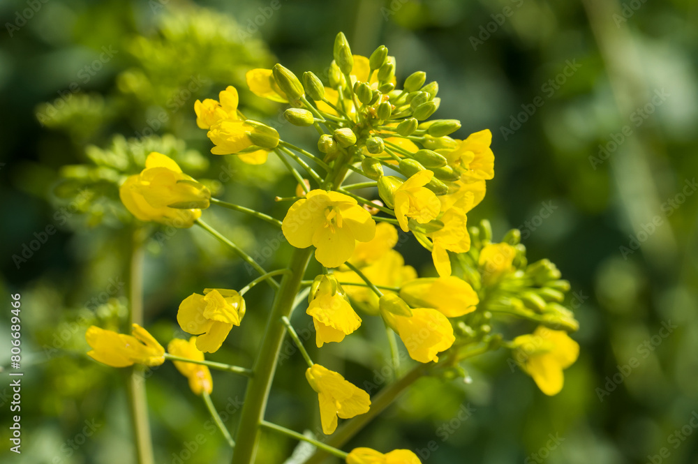 Gelb blühender Raps (Nahaufnahme, Makro) in einem landwirtschgaftlichen Feld - Blüten und Knospen