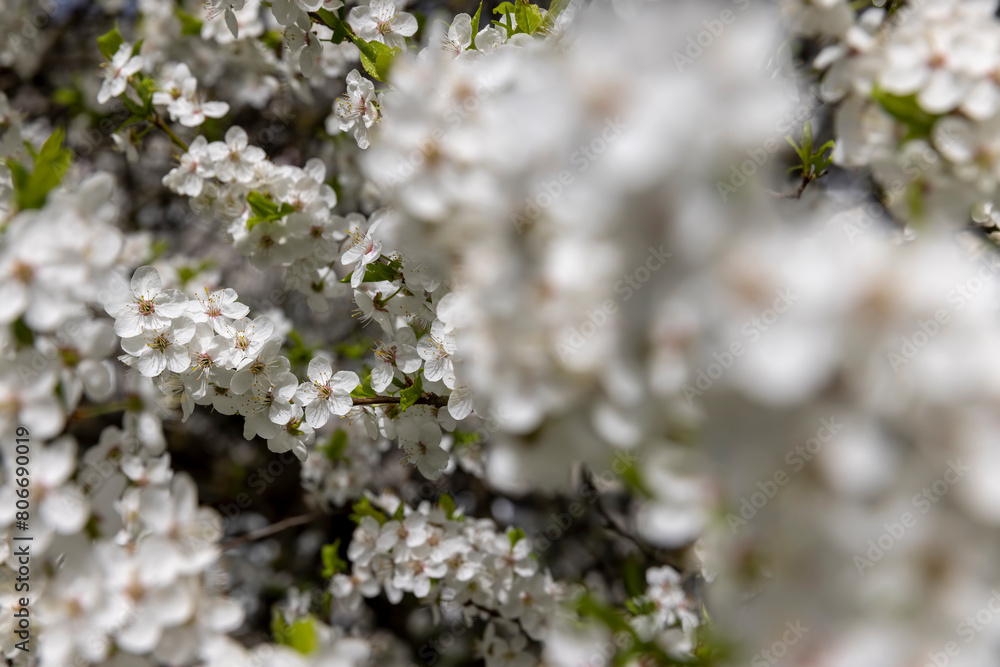 blooming white small flowers trees in the orchard blooming white small flowers trees in the orchard